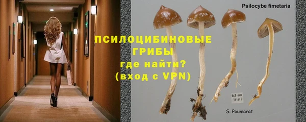 прущие грибы Абаза